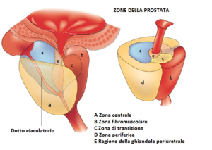 Conformazione della prostata e suoi rapporti con la vescica urinaria. 