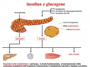 Insulina e Glucagone